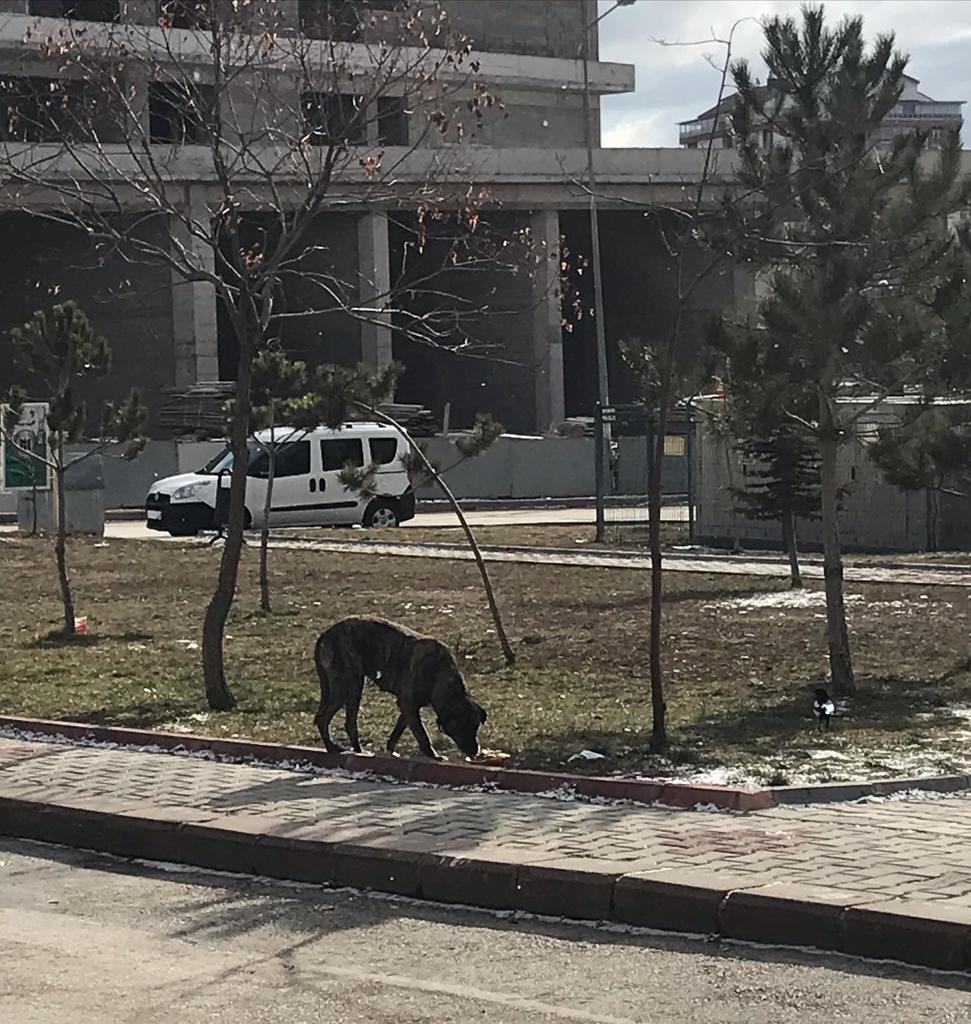 Mama yardımı