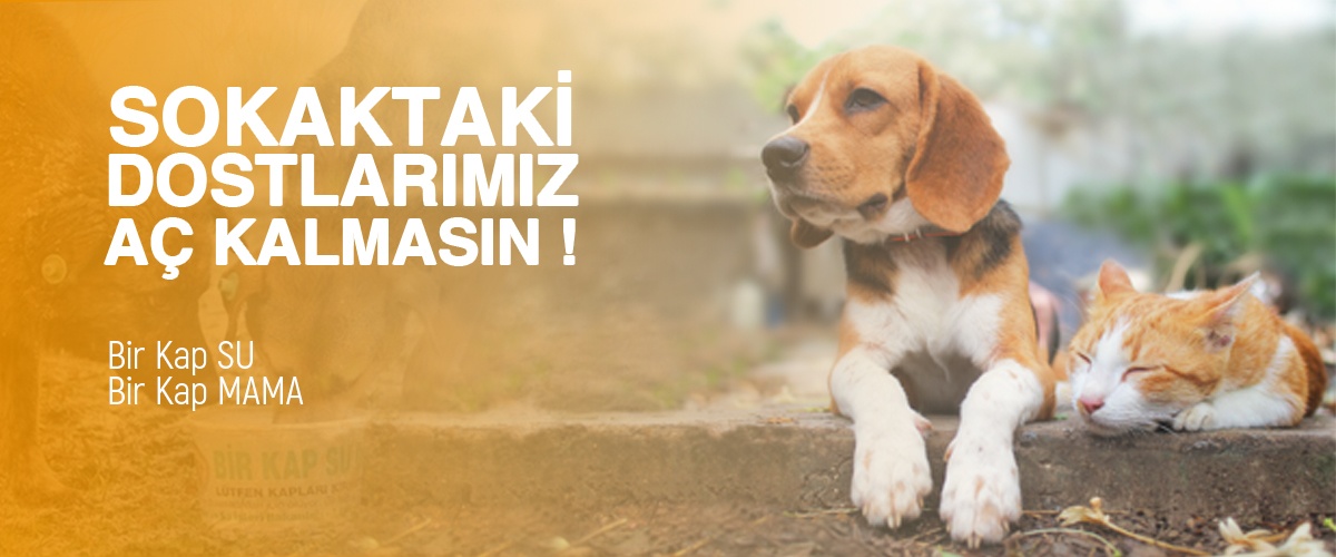 Sokak Hayvanlarına Yardım