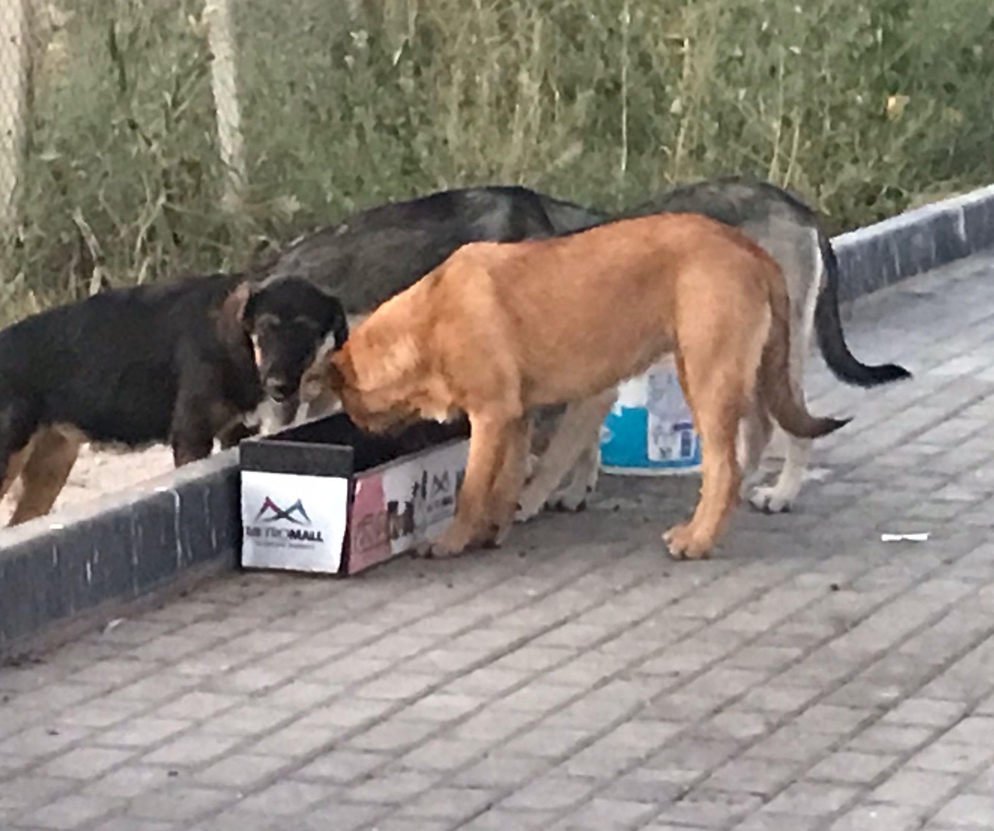 Mama Yardımları